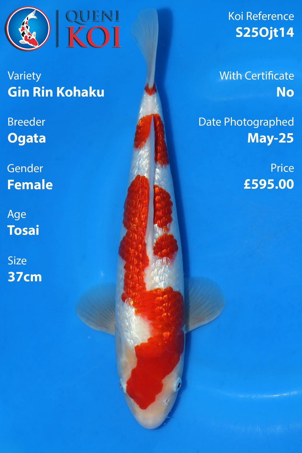 Gin Rin Kohaku - S25Ojt14