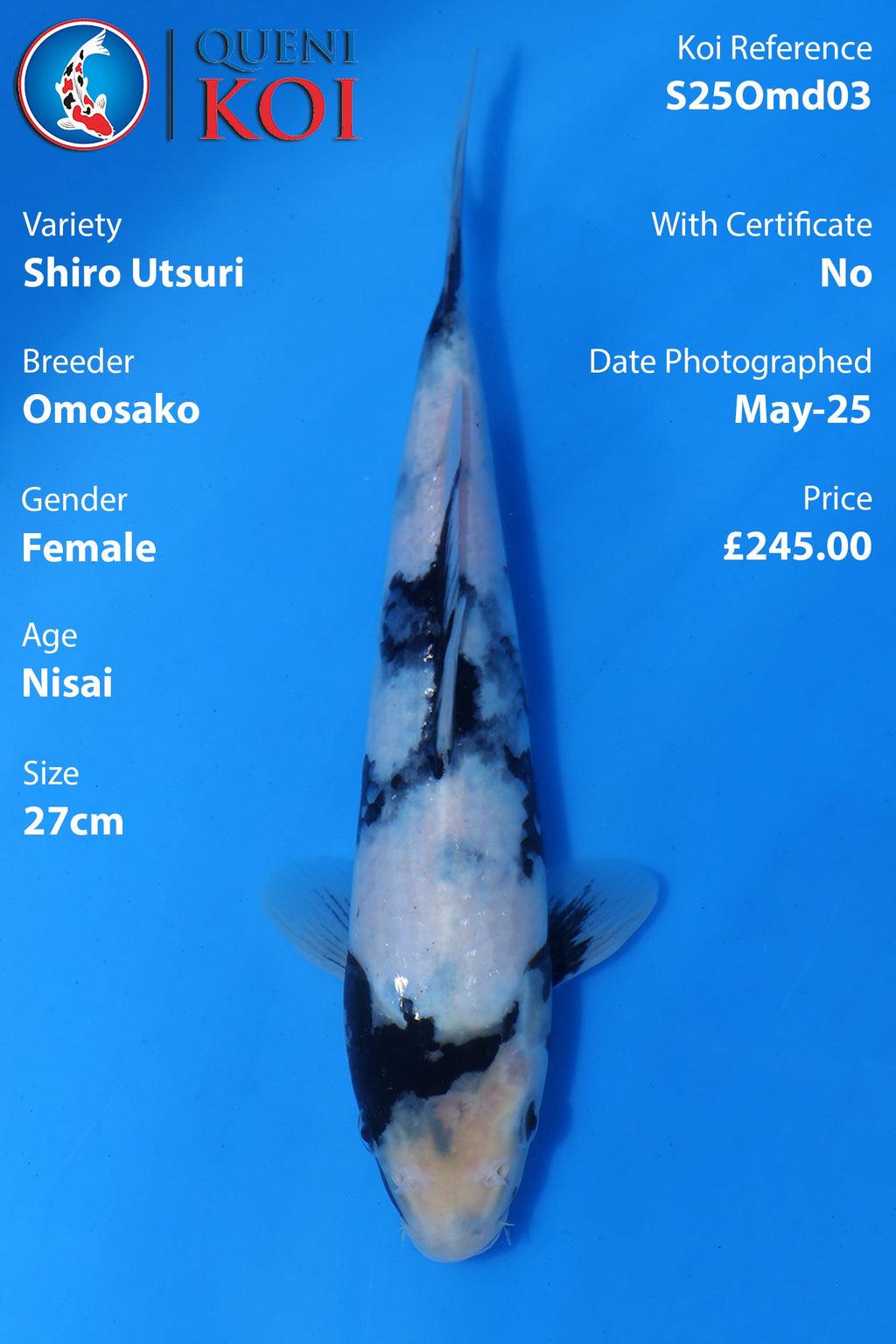 Shiro Utsuri - S25Omd03