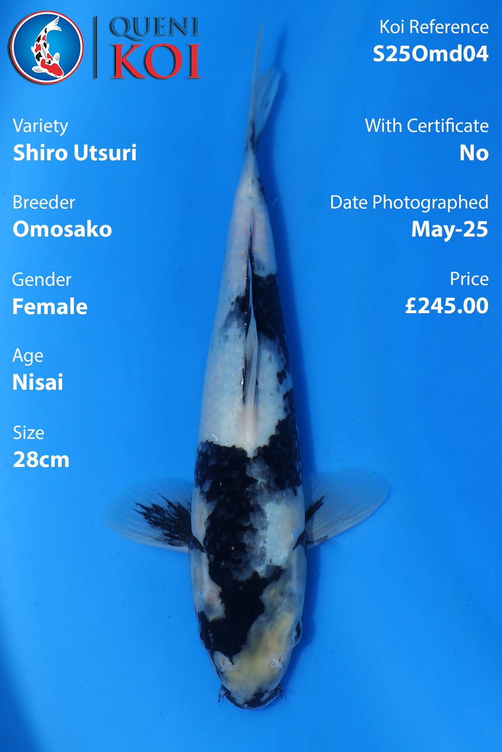 Shiro Utsuri - S25Omd04