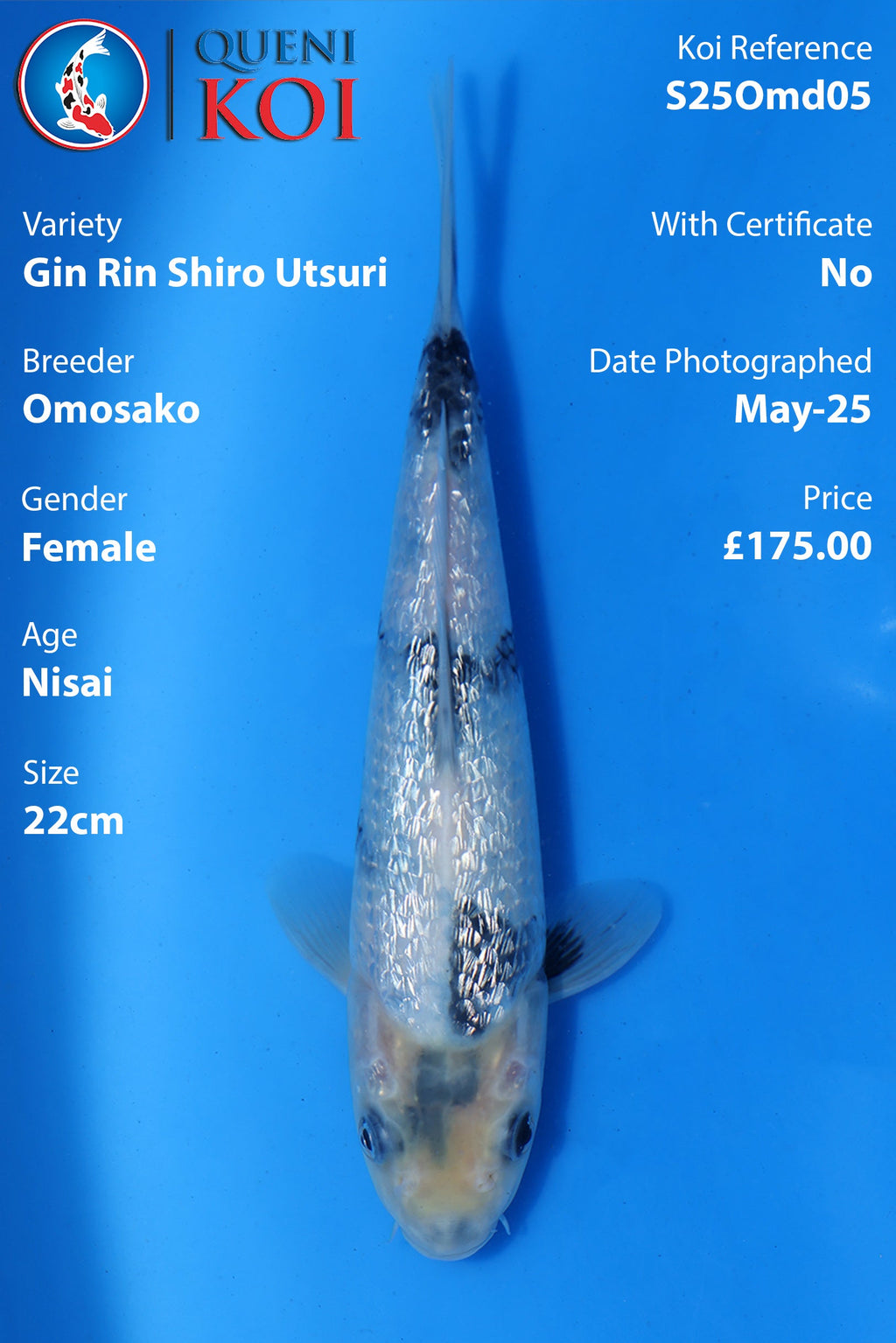 Gin Rin Shiro Utsuri - S25Omd05