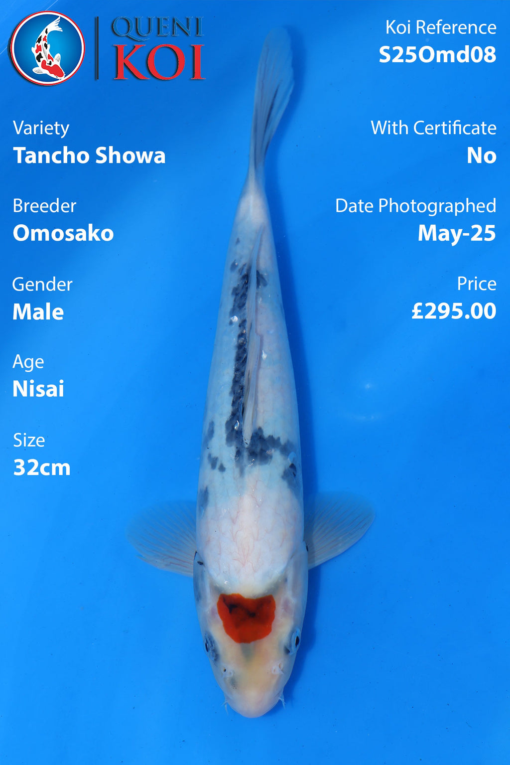 Tancho Showa - S25Omd08