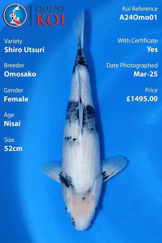 Shiro Utsuri - A24Omo01