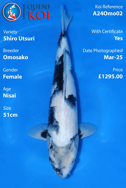 Shiro Utsuri - A24Omo02