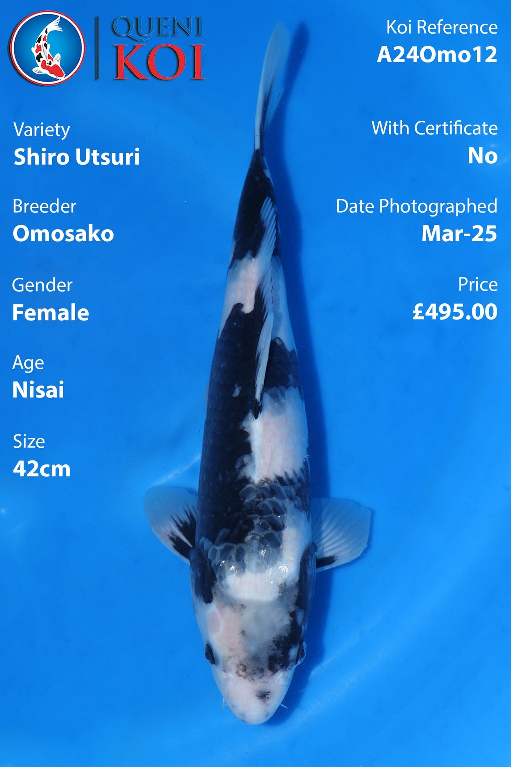 Shiro Utsuri - A24Omo12