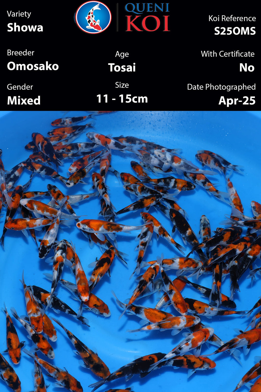 Omosako Tosai Showa - S25OMS