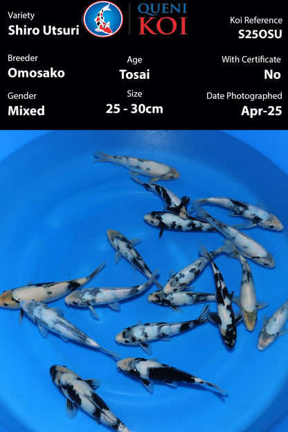 Omosako Shiro Utsuri - S25OSU(updated video)