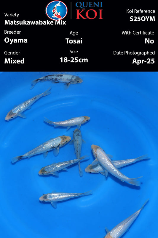 Matsukawabake Mix - S25OYM