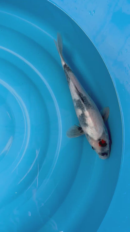 Tancho Showa - S25Isa01