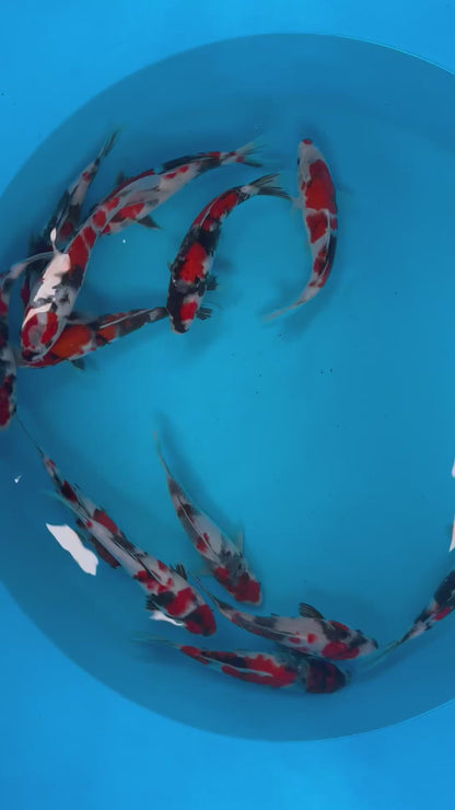 Sekiguchi Tosai Showa - S25SEK