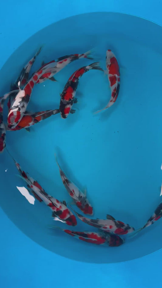 Sekiguchi Tosai Showa - S25SEK