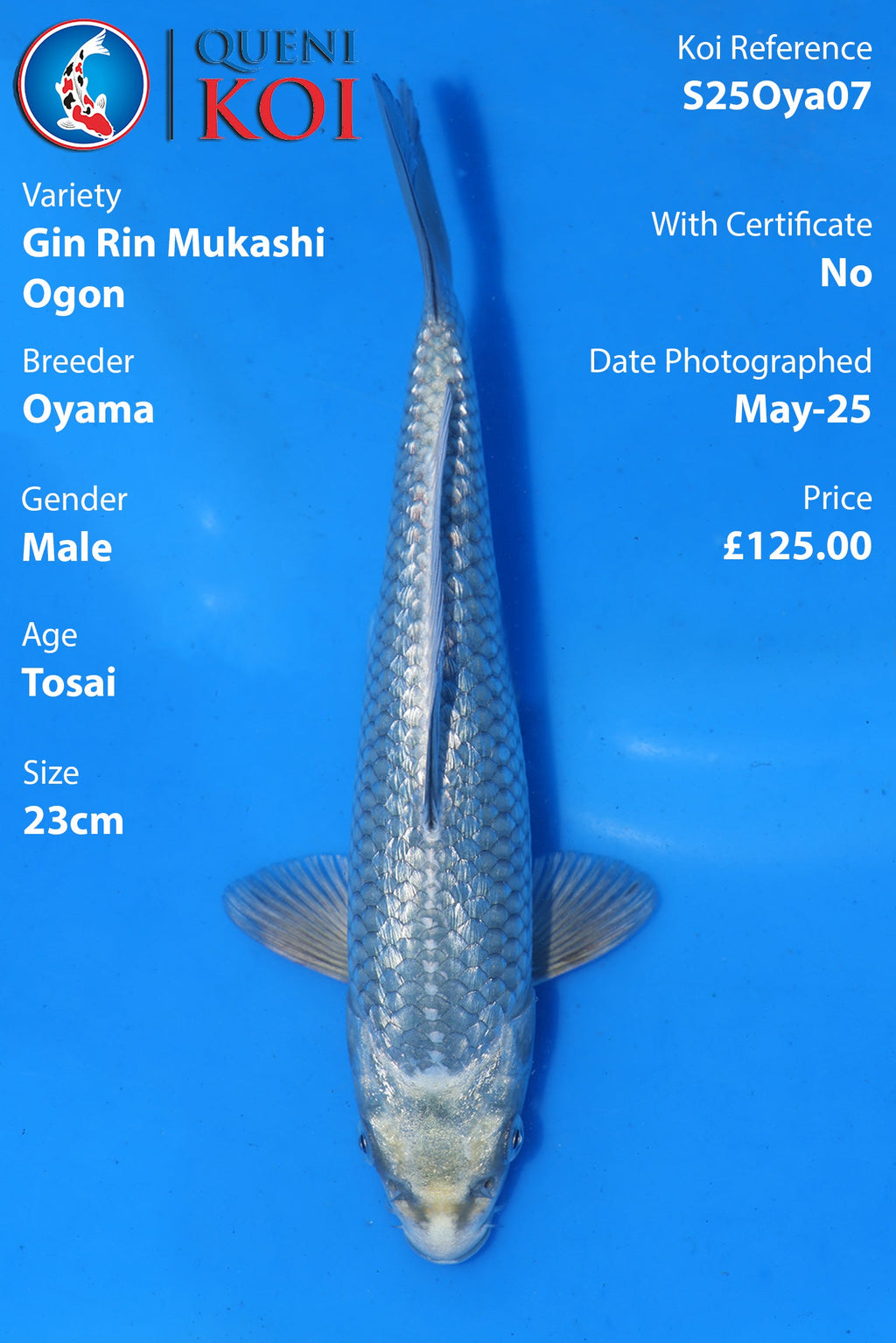 Gin Rin Mukashi Ogon - S25Oya07