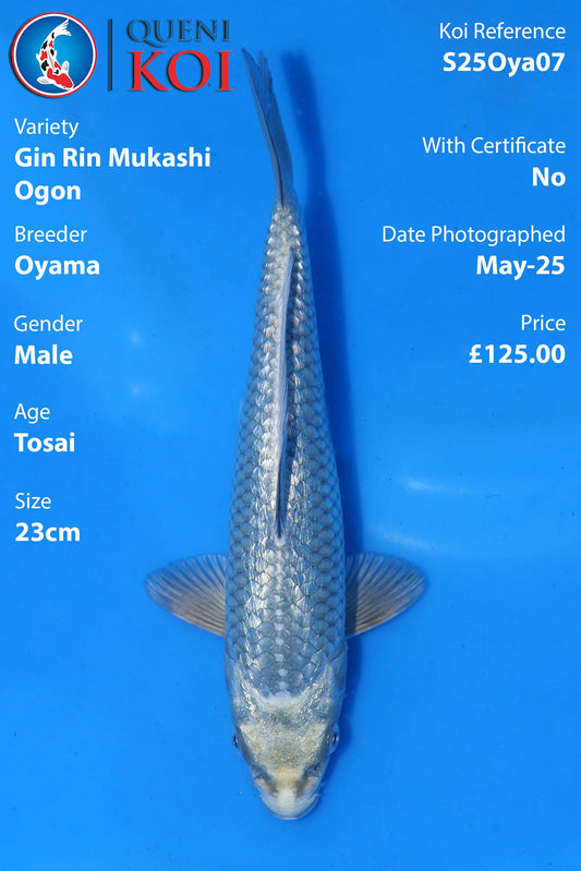 Gin Rin Mukashi Ogon - S25Oya07