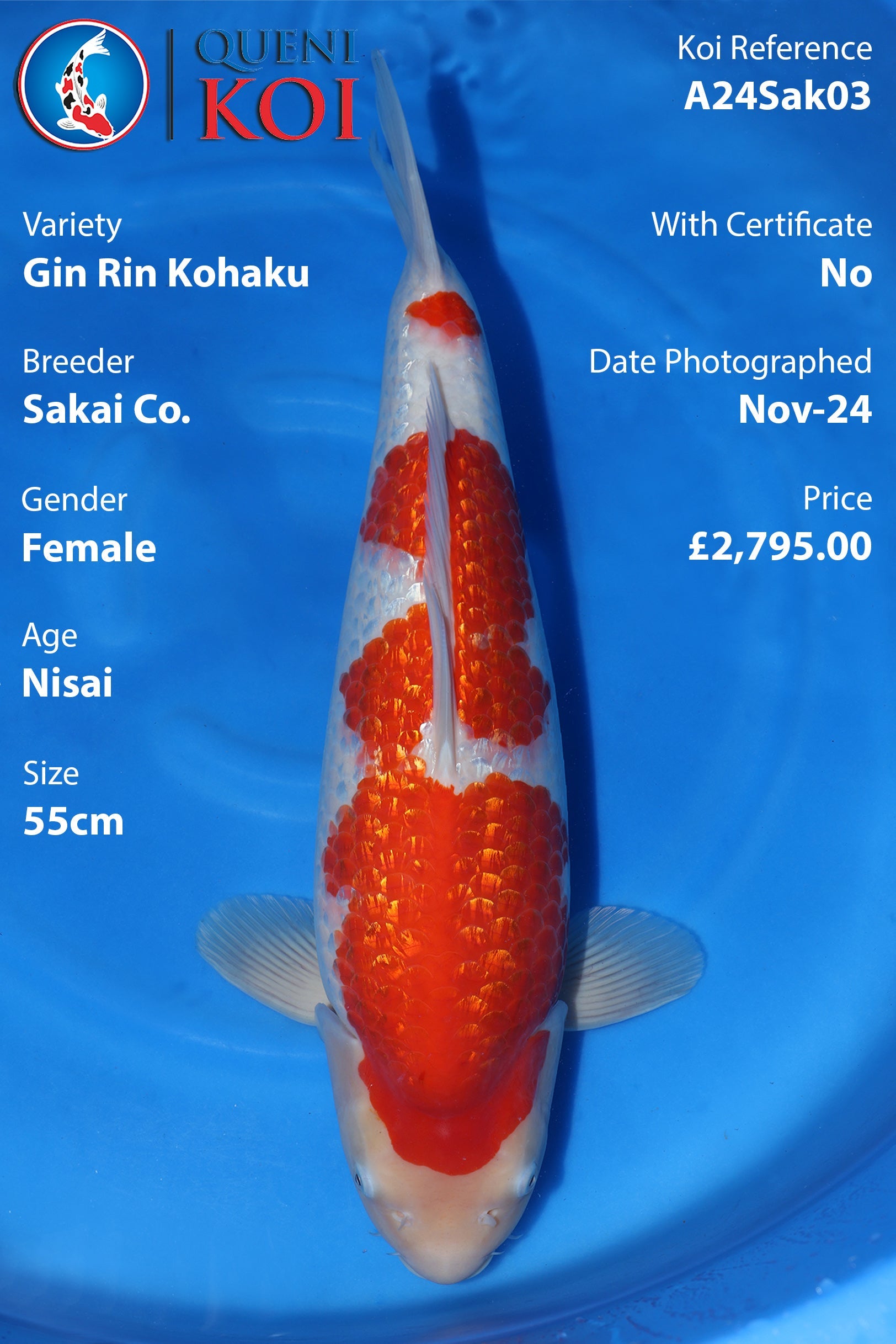 Gin Rin Kohaku - A24Sak03 – Queni Koi Southern