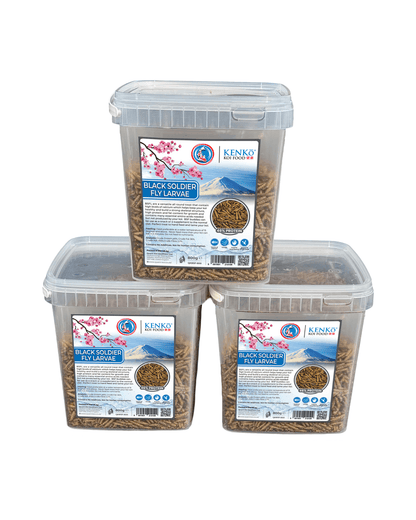Kenko Dried Black Soldier Fly Koi Treats Koi enjoying high-protein black soldier fly treats