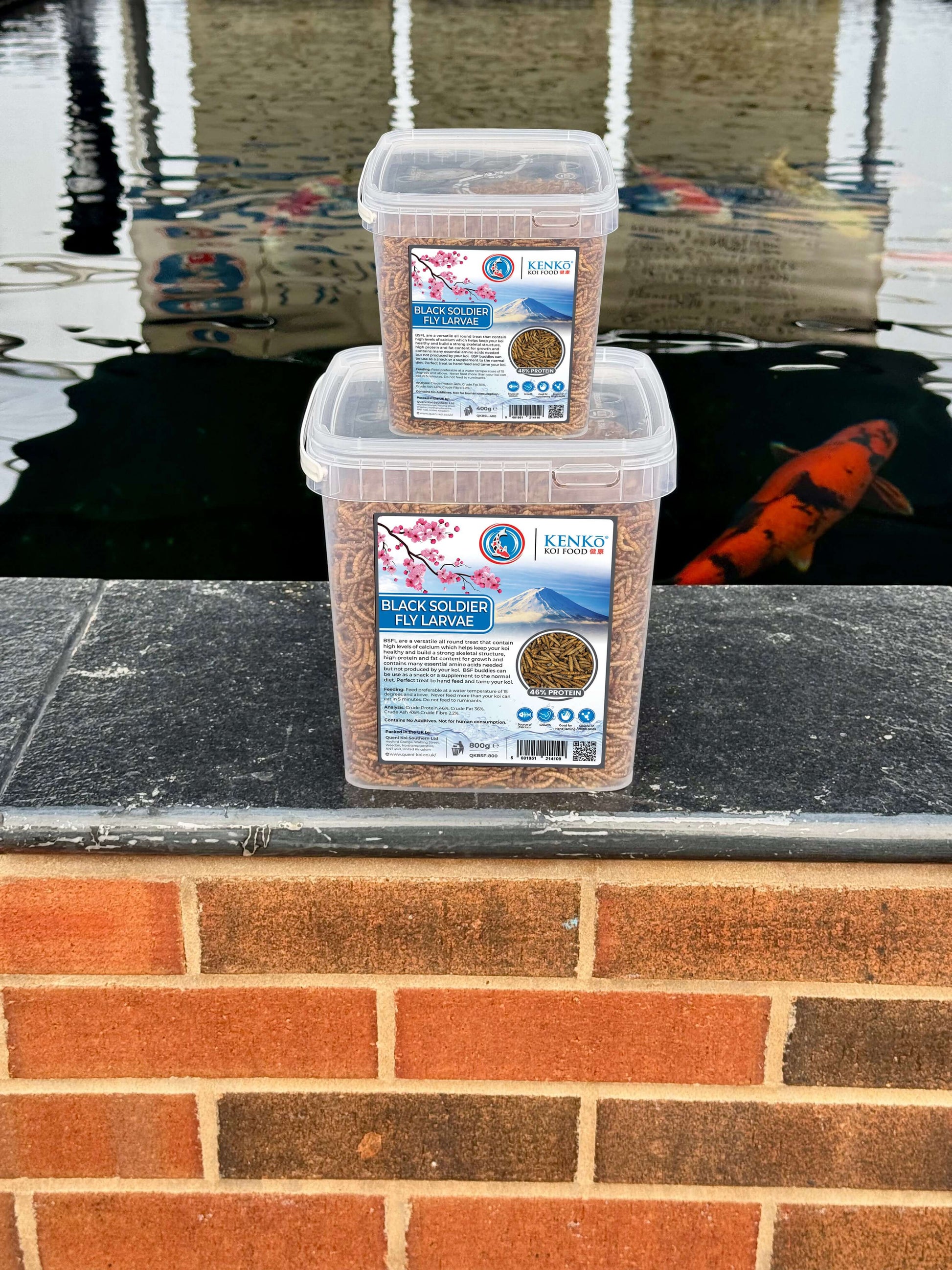 Kenko Dried Black Soldier Fly Koi Treats Feeding koi with Kenko BSFL high-calcium treats