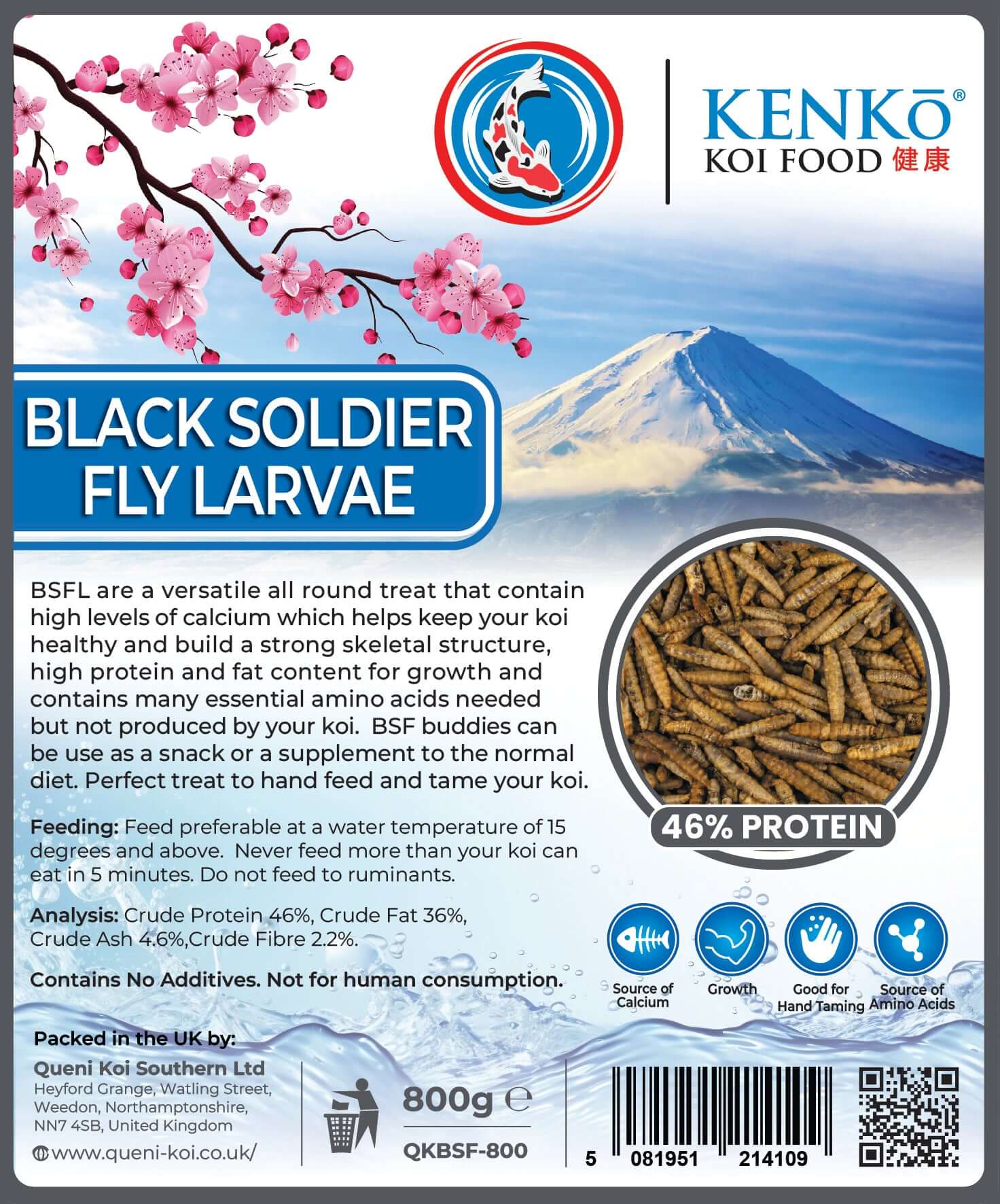 Koi enjoying high-protein black soldier fly treats Kenko Dried Black Soldier Fly Koi Treats