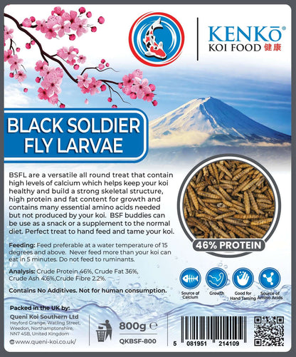 Koi enjoying high-protein black soldier fly treats Kenko Dried Black Soldier Fly Koi Treats